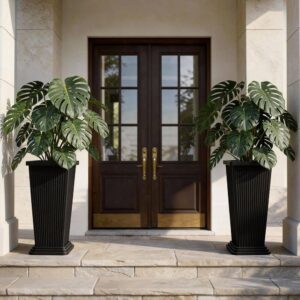 tanaman hias monstera